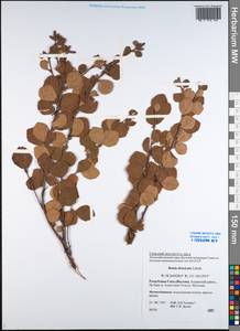 Береза кустарниковая Pall., Сибирь, Якутия (S5) (Россия)