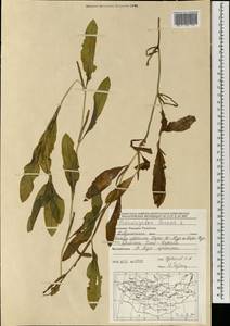 Рдест блестящий L., Монголия (MONG) (Монголия)