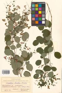 Леспедеца двуцветная Turcz., Сибирь, Дальний Восток (S6) (Россия)