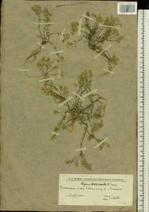 Odontarrhena tortuosa subsp. tortuosa, Восточная Европа, Нижневолжский район (E9) (Россия)