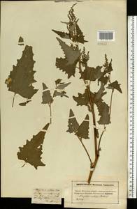 Лебеда стрелолистная, Лебеда лоснящаяся Borkh., Восточная Европа, Московская область и Москва (E4a) (Россия)