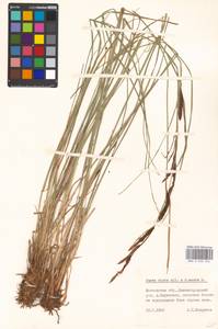 Carex omskiana × acuta, Восточная Европа, Московская область и Москва (E4a) (Россия)