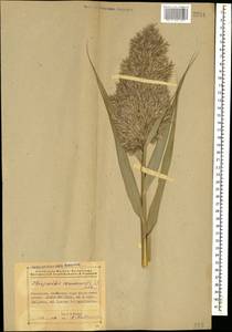 Тростник южный, Тростник обыкновенный (Cav.) Trin. ex Steud., Кавказ, Азербайджан (K6) (Азербайджан)