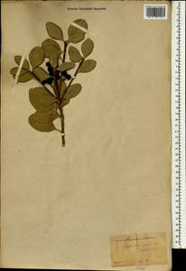 Rhaphiolepis umbellata (Thunb.) Makino, Зарубежная Азия (ASIA) (Япония)