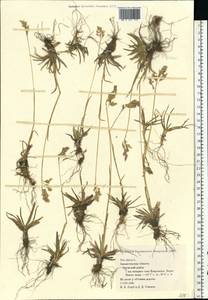 Мятлик альпийский L., Восточная Европа, Северный район (E1) (Россия)