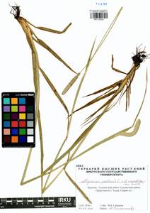 Alopecurus arundinaceus × pratensis, Сибирь, Прибайкалье и Забайкалье (S4) (Россия)