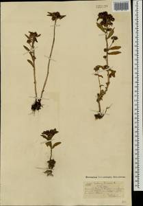 Очиток живучий (L.) 't Hart, Монголия (MONG) (Монголия)