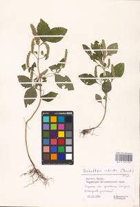 MHA 0 158 526, Эльсгольция реснитчатая (Thunb.) Hyl., Восточная Европа, Литва (E2a) (Литва)