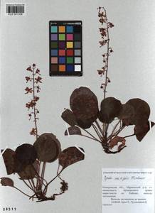 KUZ 001 836, Pyrola asarifolia subsp. incarnata (DC.) A. E. Murray, Сибирь, Алтай и Саяны (S2) (Россия)
