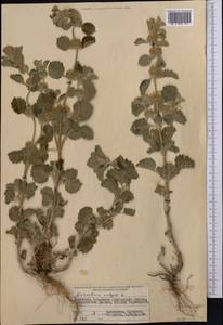 Шандра обыкновенная L., Средняя Азия и Казахстан, Северный и Центральный Тянь-Шань (M4) (Киргизия)