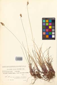 Anthoxanthum monticola (Bigelow) Veldkamp, Сибирь, Чукотка и Камчатка (S7) (Россия)