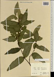 Rubiaceae, Зарубежная Азия (ASIA) (Вьетнам)