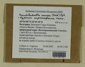 Hypnum cupressiforme Hedw., Гербарий мохообразных, Мхи - Западная Европа (BEu) (Болгария)
