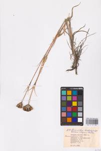 Гвоздика Андржейовского Zapal., Восточная Европа, Средневолжский район (E8) (Россия)