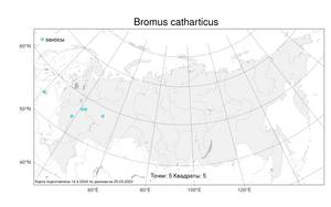 Bromus catharticus, Костер слабительный, Роговик слабительный Vahl, Атлас флоры России (FLORUS) (Россия)