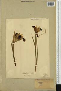 Iris tuberosa L., Западная Европа (EUR) (Италия)