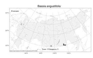Bassia angustifolia, Бассия узколистная (Turcz.) Freitag & G. Kadereit, Атлас флоры России (FLORUS) (Россия)