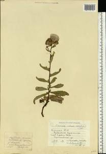 Cirsium arvense var. integrifolium Wimm. & Grab., Восточная Европа, Средневолжский район (E8) (Россия)