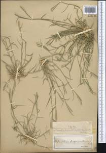 Sporobolus alopecuroides (Piller & Mitterp.) P.M.Peterson, Средняя Азия и Казахстан, Муюнкумы, Прибалхашье и Бетпак-Дала (M9) (Казахстан)