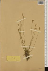 Dianthus serratifolius, Западная Европа (EUR) (Греция)