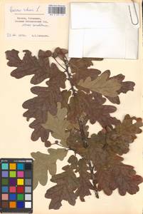 Дуб черешчатый, Дуб обыкновенный L., Восточная Европа, Московская область и Москва (E4a) (Россия)