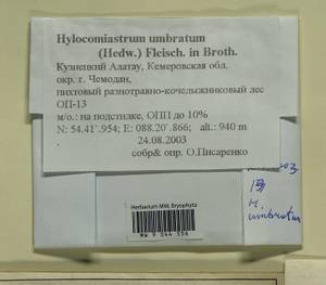 Hylocomiastrum umbratum (Hedw.) M. Fleisch. ex Broth., Гербарий мохообразных, Мхи - Западная Сибирь (включая Алтай) (B15) (Россия)