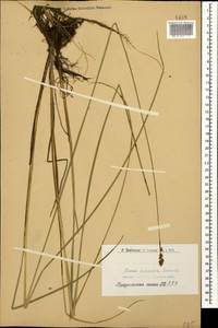 Осока двутычинковая Schrank, Кавказ, Армения (K5) (Армения)
