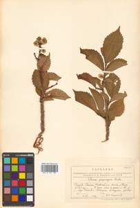 Ulmus davidiana var. japonica (Rehder) Nakai, Сибирь, Дальний Восток (S6) (Россия)