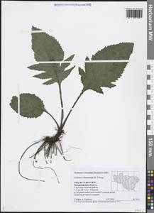 Бодяк огородный (L.) Scop., Восточная Европа, Центральный район (E4) (Россия)