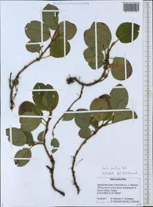 Ива арктическая Pall., Сибирь, Чукотка и Камчатка (S7) (Россия)