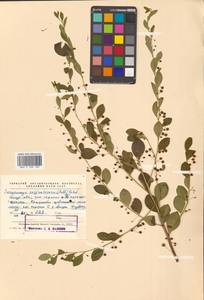 Флюгея полукустарниковая (Pall.) Baill., Сибирь, Дальний Восток (S6) (Россия)