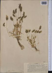 Anthoxanthum aristatum Boiss., Западная Европа (EUR) (Португалия)