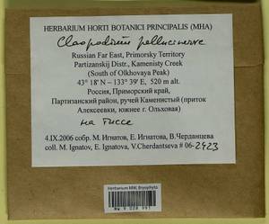 Claopodium pellucinerve (Mitt.) Best, Гербарий мохообразных, Мхи - Дальний Восток (без Чукотки и Камчатки) (B20) (Россия)