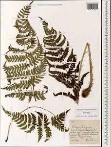 Polypodiopsida, Зарубежная Азия (ASIA) (Индия)