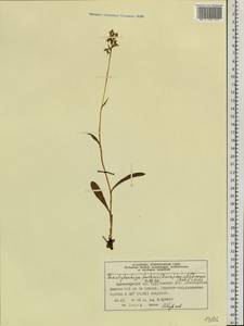 Dactylorhiza maculata subsp. fuchsii (Druce) Hyl., Сибирь, Центральная Сибирь (S3) (Россия)