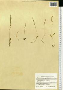 Гаммарбия болотная (L.) Kuntze, Сибирь, Дальний Восток (S6) (Россия)