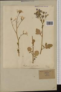 Raphanus raphanistrum subsp. landra (Moretti ex DC.) Bonnier & Layens, Западная Европа (EUR) (Италия)