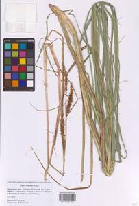 Осока носатая Stokes, Восточная Европа, Московская область и Москва (E4a) (Россия)