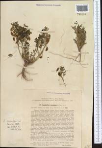 Zygophyllum karatavicum Boriss., Средняя Азия и Казахстан, Западный Тянь-Шань и Каратау (M3) (Казахстан)