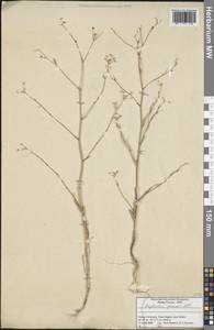 Bupleurum gerardi All., Зарубежная Азия (ASIA) (Турция)