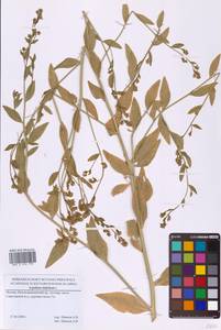 Клоповник широколистный L., Восточная Европа, Московская область и Москва (E4a) (Россия)