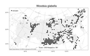 Woodsia glabella, Вудсия головатая, Вудсия гладковатая R. Br., Атлас флоры России (FLORUS) (Россия)