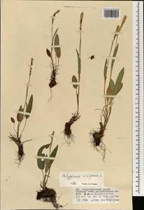 Змеевик живородящий, Горец живородящий (L.) Delarbre, Монголия (MONG) (Монголия)