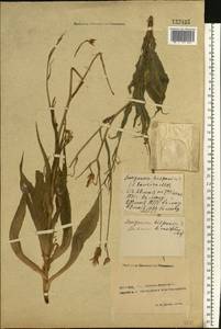 Pseudopodospermum hispanicum subsp. hispanicum, Восточная Европа, Северо-Украинский район (E11) (Украина)