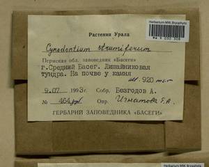 Cynodontium strumiferum (Hedw.) Lindb., Гербарий мохообразных, Мхи - Пермский край, Удмуртия, Свердловская и Кировская области (B8) (Россия)