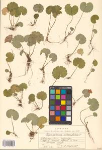 Селезеночник очереднолистный L., Восточная Европа, Средневолжский район (E8) (Россия)