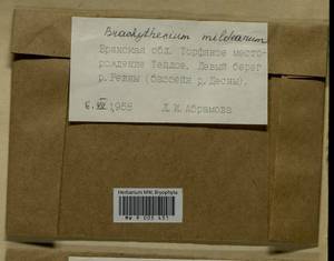 Brachythecium mildeanum (Schimp.) Schimp. ex Milde, Гербарий мохообразных, Мхи - Центральное Нечерноземье (B6) (Россия)