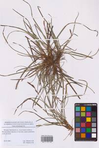 Осока верещатниковая Pollich, Восточная Европа, Московская область и Москва (E4a) (Россия)