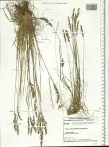 Koeleria subalpestris (Hartm.) Barberá, Quintanar, Soreng & P.M.Peterson, Сибирь, Центральная Сибирь (S3) (Россия)