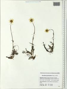 Tanacetum pulchellum Sch. Bip., Сибирь, Прибайкалье и Забайкалье (S4) (Россия)